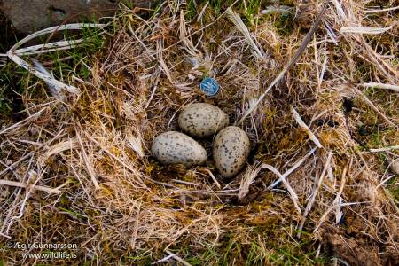 Svartbakshreiður - Great black-backed gull nest
