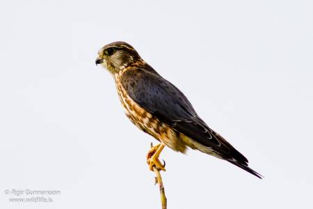 Smyrill - Falco colunbarius - Merlin