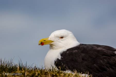 Svartbakur - Great black-backed gull