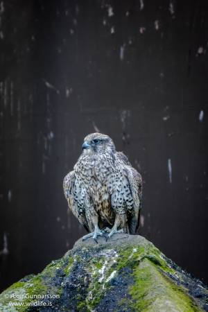Fálki - Falco rusticolus