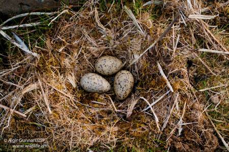 Svartbakshreiður - Great black-backed gull nest