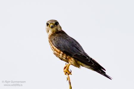 Smyrill - Falco colunbarius - Merlin