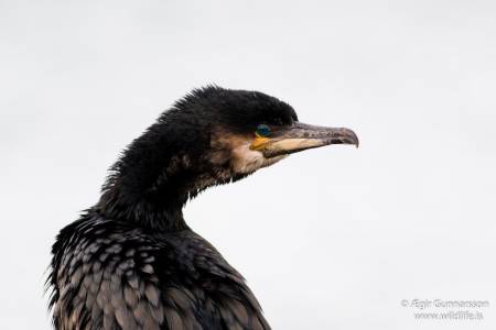 Dílaskarfur - Phalacrocorax carbo - Great cormorant