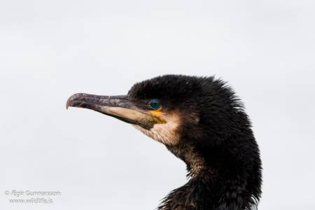 Dílaskarfur - Phalacrocorax carbo - Great cormorant