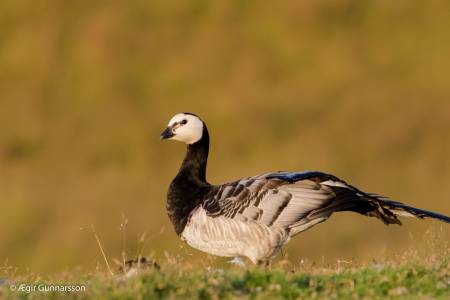 Helsingi - Barnacle goose
