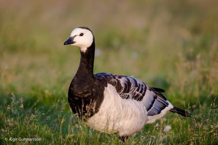 Helsingi - Barnacle goose