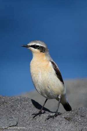 Steindepill - Northern wheatear