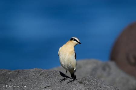 Steindepill - Northern wheatear