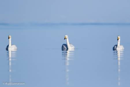 Álftir - Whooper swan