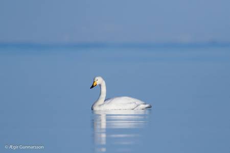 Álft - Whooper swan