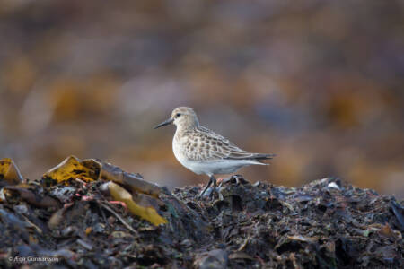 Leirutíta - Baird's Sandpiper