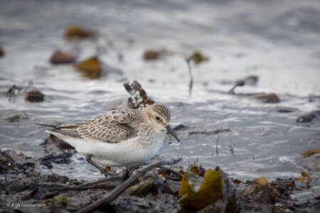 Leirutíta - Baird's Sandpiper
