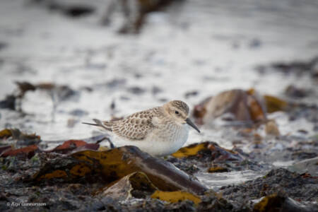Leirutíta - Baird's Sandpiper