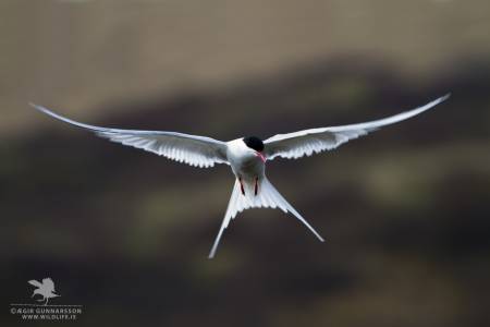 Kría – Sterna paradisaea – Arctic tern