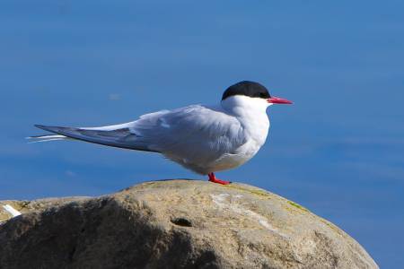 Kría – Sterna paradisaea – Arctic tern