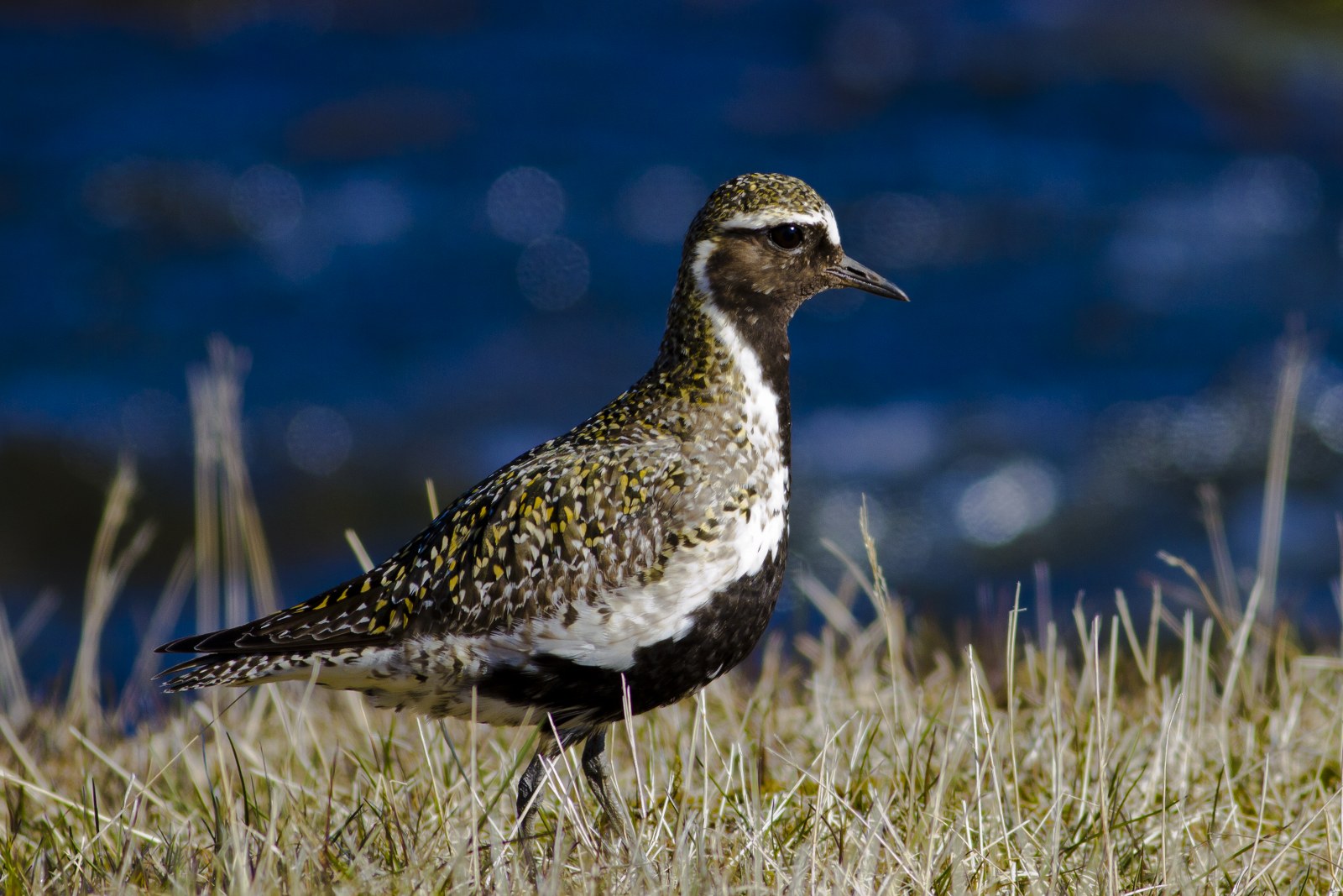 Heiðlóa – European golden plover