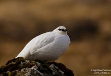 Rjúpa – Lagopus mutus – Rock ptarmigan