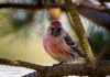 Auðnutittlingur – Carduelis flammea – Common Redpoll