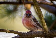 Auðnutittlingur – Carduelis flammea – Common Redpoll