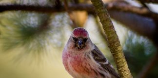 Auðnutittlingur – Carduelis flammea – Common Redpoll