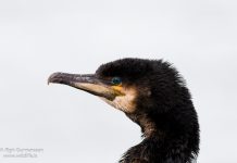 Dílaskarfur – Phalacrocorax carbo – Great cormorant