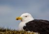 Svartbakur – Larus marinus – Great black-backed gull