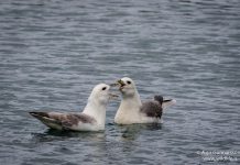 Fýll – Fulmarus glacialis – Northern fulmar
