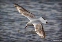 Hettumáfur – Larus ridibundus – Black-headed gull