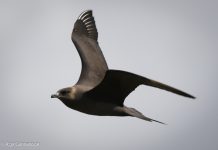 Kjói – Stercorarius parasiticus – Arctic skua