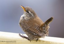 Músarrindill – Troglodytes troglodytes – Eurasian wren