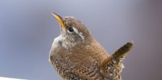 Músarrindill – Troglodytes troglodytes – Eurasian wren
