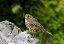 Skógarþröstur – Redwing