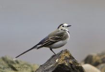 Maríuerla – Motacilla alba – White wagtail
