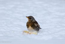 Gráþröstur – Turdus pilaris – Fieldfare