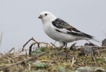 Snjótittlingur – Snow bunting