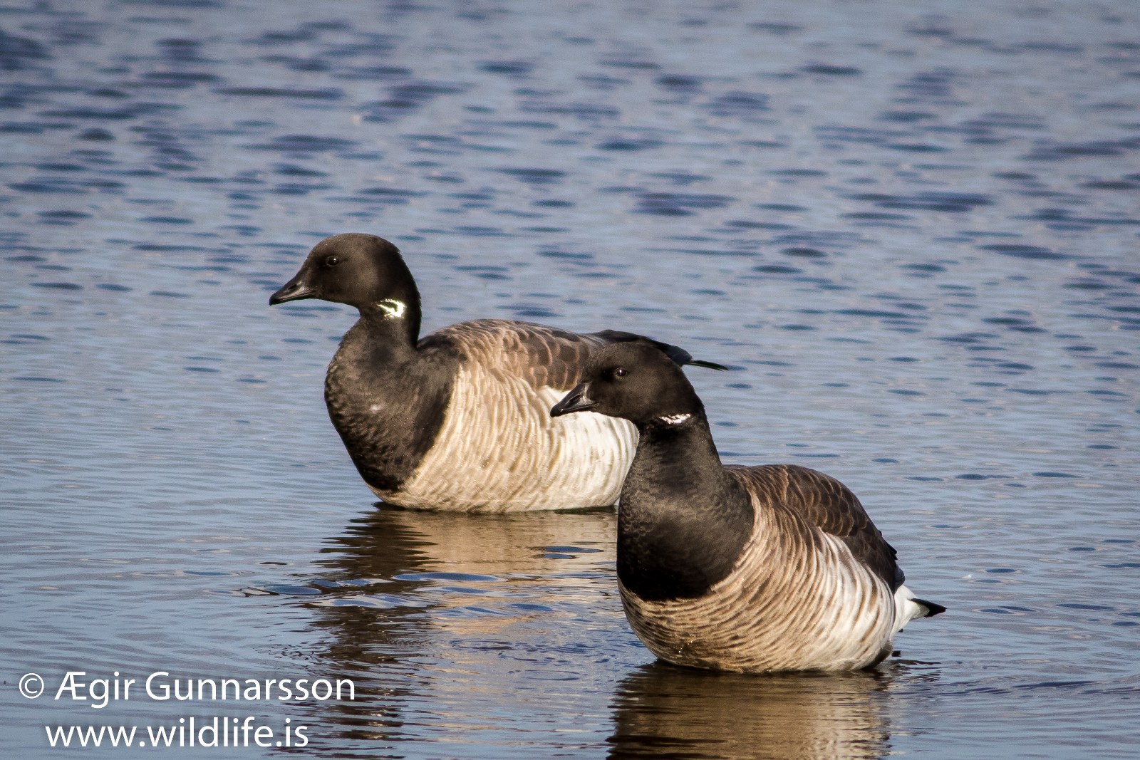 Margæs – Brent goose