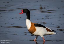 Brandönd – Common shelduck