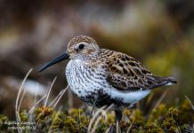 Lóuþræll – Calidris alpina – Dunlin