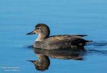 Gargönd – Anas strepera – Gadwall
