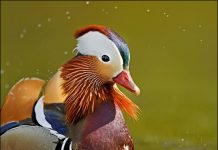 Mandarínönd – Mandarin duck