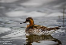 Óðinshani – Phalaropus lobatus – Red-necked phalarope