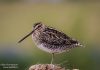 Hrossagaukur – Common Snipe