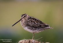 Hrossagaukur – Common Snipe