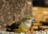 Krossnefur – Loxia curvirostra – Red crossbill