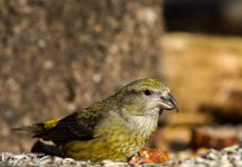 Krossnefur – Loxia curvirostra – Red crossbill