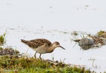 Rúkragi – Philomachus pugnax – Ruff
