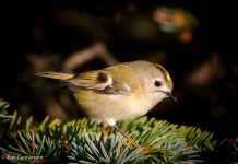 Glókollur – Regulus regulus – Goldcrest