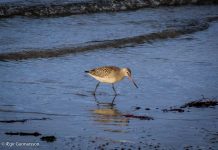 Lappajaðrakan – Limosa lapponica – Bar-tailed Godwit