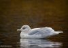 Bjartmáfur – Larus glaucoides – Iceland gull