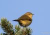 Gransöngvari – Common Chiffchaff